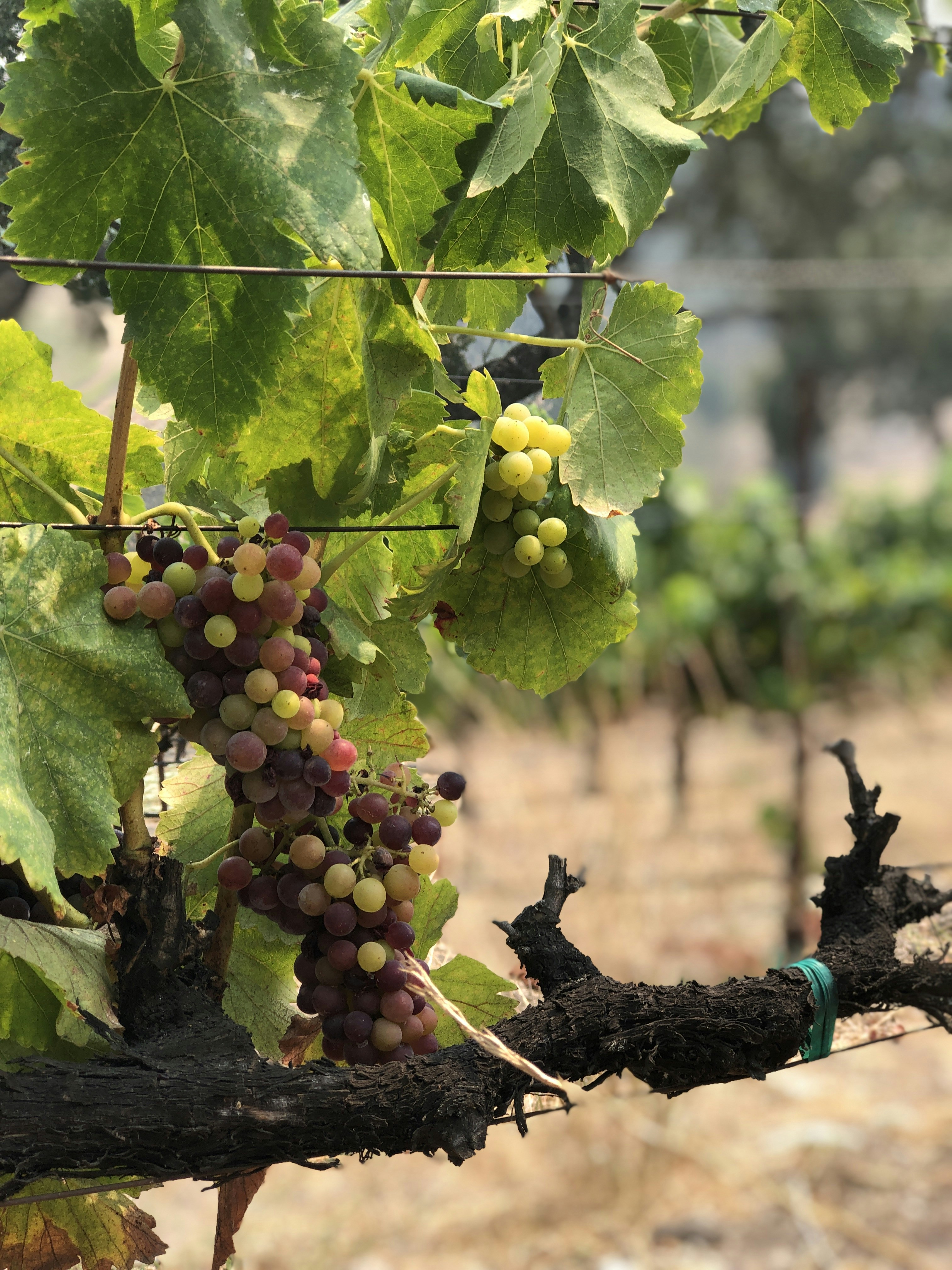 I Vini dell'Oltrepò Pavese: Tradizione e Innovazione